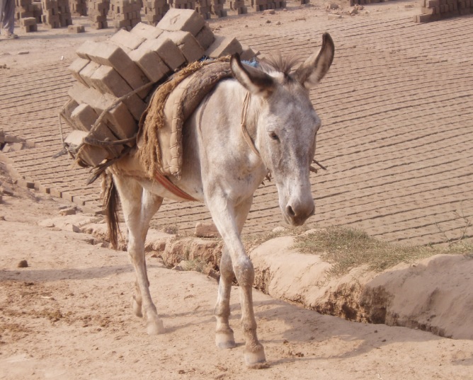 working donkey in brick kiln